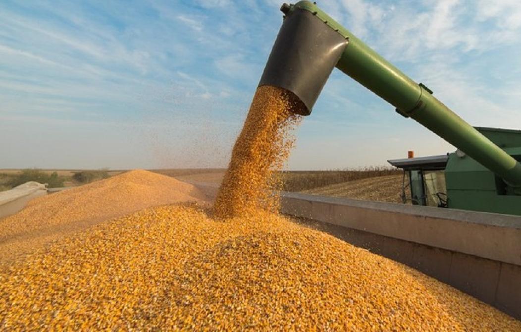 Excesso de chuva causará prejuízo às safras de milho e soja em SC