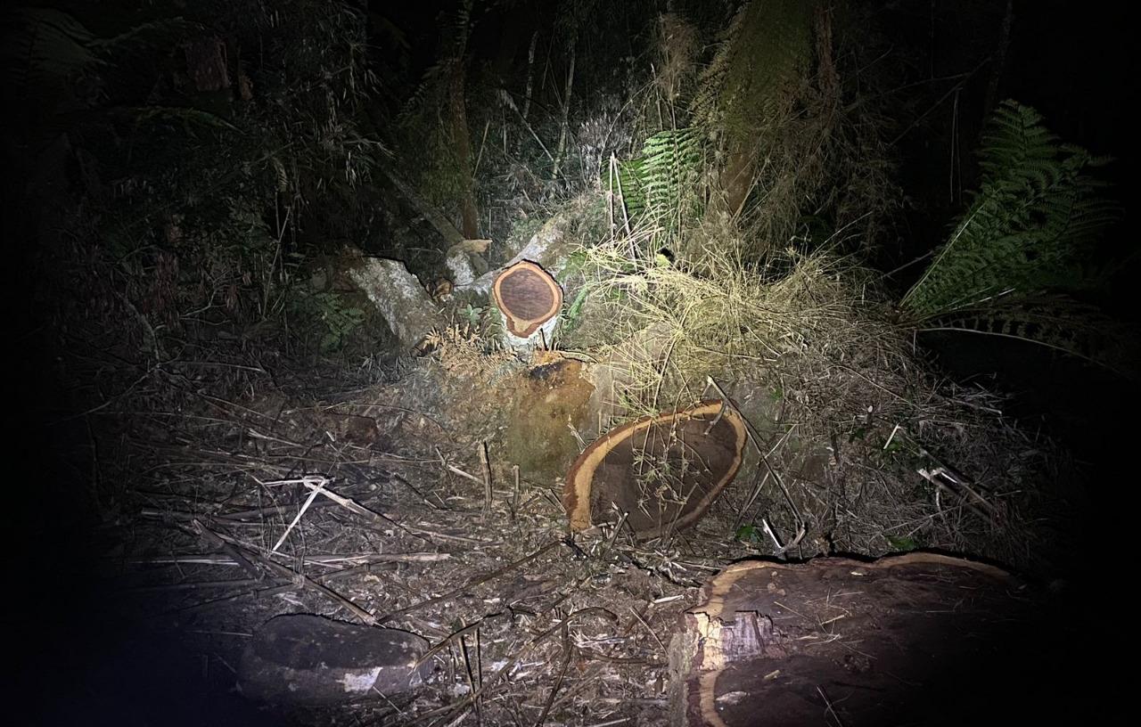 Polícia Ambiental flagra homem cortando madeira de imbuia durante a