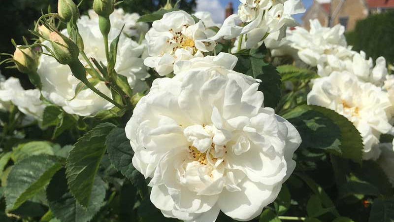 Plantas medicinais rosa branca Oeste Mais