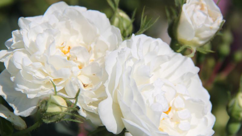 Plantas medicinais rosa branca Oeste Mais